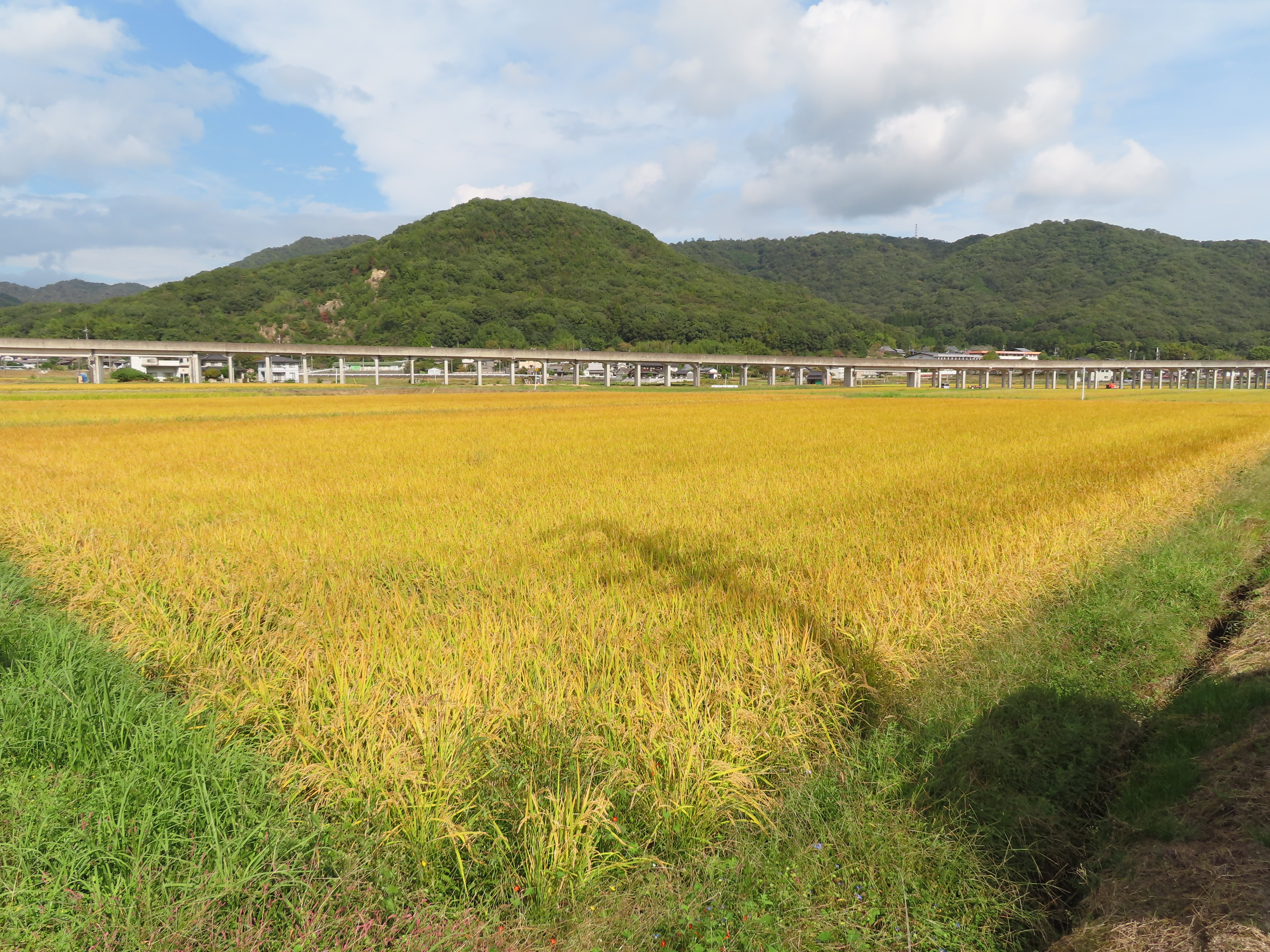 東三成2006番地1